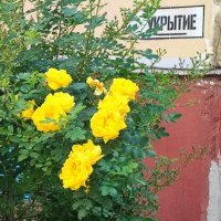 ,,, :: Сергей Тимоновский