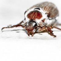 May Bug | 18 :: Sergey Sonvar