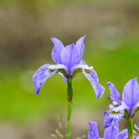 Ирисы :: Иван Литвинов