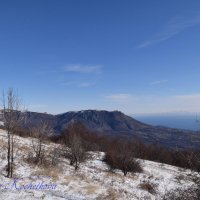 Природа Крыма :: Amazing Cosmea