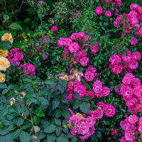 Цветы :: Sergej Цветы :: Sergej