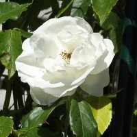 Роза :: Freddy 97