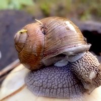 Улитка :: Михаил Столяров Улитка :: Михаил Столяров