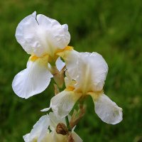 10 июня - всё ещё ирисы! :: Светлана 