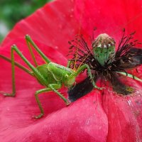 Кузнечик :: Валентина Богатко 