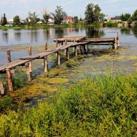 Летнмй пруд :: victor Lion