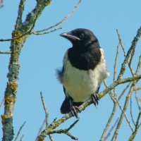 сорочонок :: gawrilа - dan сорочонок :: gawrilа - dan