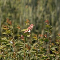 Камышовка болотная. :: Алексей .