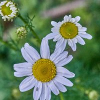 РОМАШКИ :: Александр Леонов