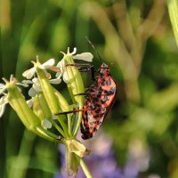 Щитник Полосатый :: Наталья Лакомова