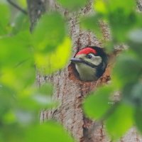 в лесной глуши... :: Andrey Bragin в лесной глуши... :: Andrey Bragin