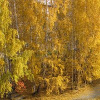 краски осени :: Игорь 