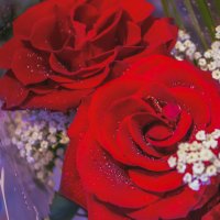 Розы. :: юрий Амосов