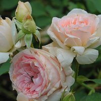 * :: tamara kremleva