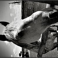 Horse2 :: Denis Lipatov Horse2 :: Denis Lipatov