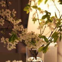 Вишня :: Victoria 