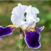 Ирис :: Aquarius - Сергей