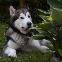 Ярик. :: leff Postnov