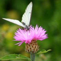 Белокрылая боярышница :: Нэля Лысенко