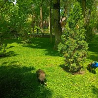 Павлины :: Татьяна Пальчикова