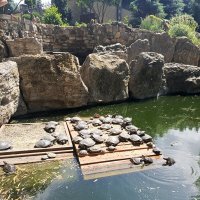 Пруд с черепахами :: Татьяна Пальчикова