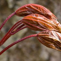 Начало :: Наталья Герасимова