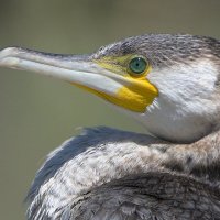 Большой баклан :: Maxim Lanin