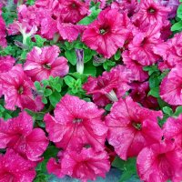 Мокрые петунии :: Galina Solovova Мокрые петунии :: Galina Solovova