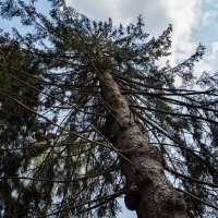 Про ель... :: Николай Гирш Про ель... :: Николай Гирш