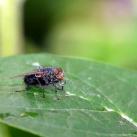 Муха... :: Андрей Катков