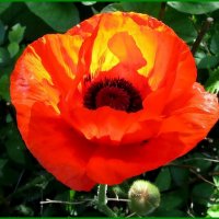 Мак :: Ольга Довженко