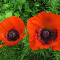 Красавцы :: Людмила Смородинская