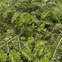 Пронырливый вьюн :: Валерий Иванович