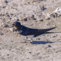 ласточки :: юрий макаров