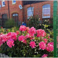 Палисаднички Гвардейска. :: Валерия Комова