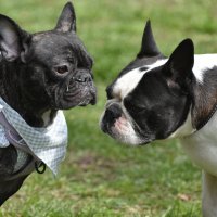 Москва. Парад французских бульдогов в усадьбе «Воронцово». :: Наташа *****