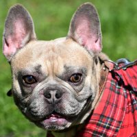 Москва. Парад французских бульдогов в усадьбе «Воронцово». :: Наташа *****