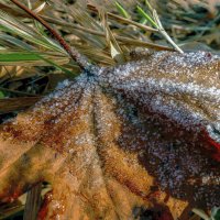 Изморозь. :: Владимир Владимир Изморозь. :: Владимир Владимир