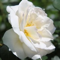 БЕЛАЯ РОЗА В ЛЕТНЕМ САДУ :: Валентина 