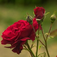 Роза :: Игорь Сикорский