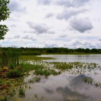 Ядрин. На северном берегу озера Сергач пасмурным летним днём. :: Пётр Чернега