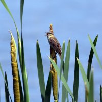 Камышовка-барсучок :: Алексей .