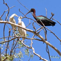 Египетские цапли и каравайка. :: Николай Волков