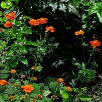 Гравилат чилийский :: Рита Симонова