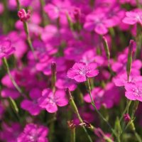 Гвоздички :: Наталия Григорьева Гвоздички :: Наталия Григорьева