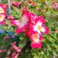 ,,, :: Сергей Тимоновский