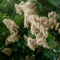 Цветущая весна :: Роман Савоцкий