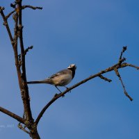 Трясогузка на дереве :: Александр Синдерёв