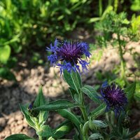 В тени цветок :: Джованни Луче