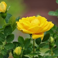 То ли роза, то ли шиповник... :: Светлана То ли роза, то ли шиповник... :: Светлана